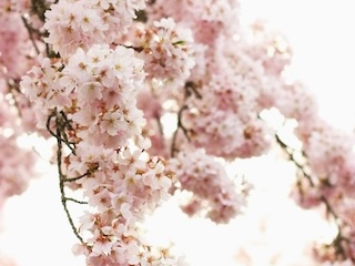 Flowers for queer sex therapist services page