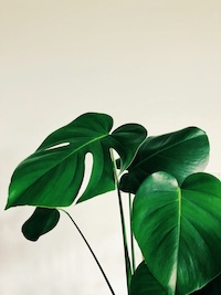 Plant in sex therapists' Vancouver office