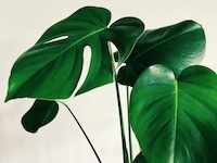 green plants background for sex therapist page