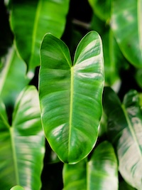 Complex web of ferns depicting cPTSD