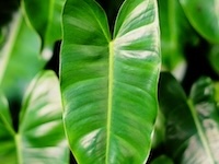 Complex web of ferns depicting cPTSD