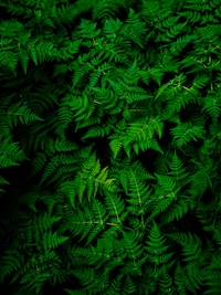 Complex web of ferns depicting cPTSD