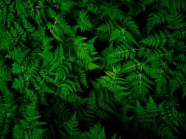 Complex web of ferns depicting cPTSD